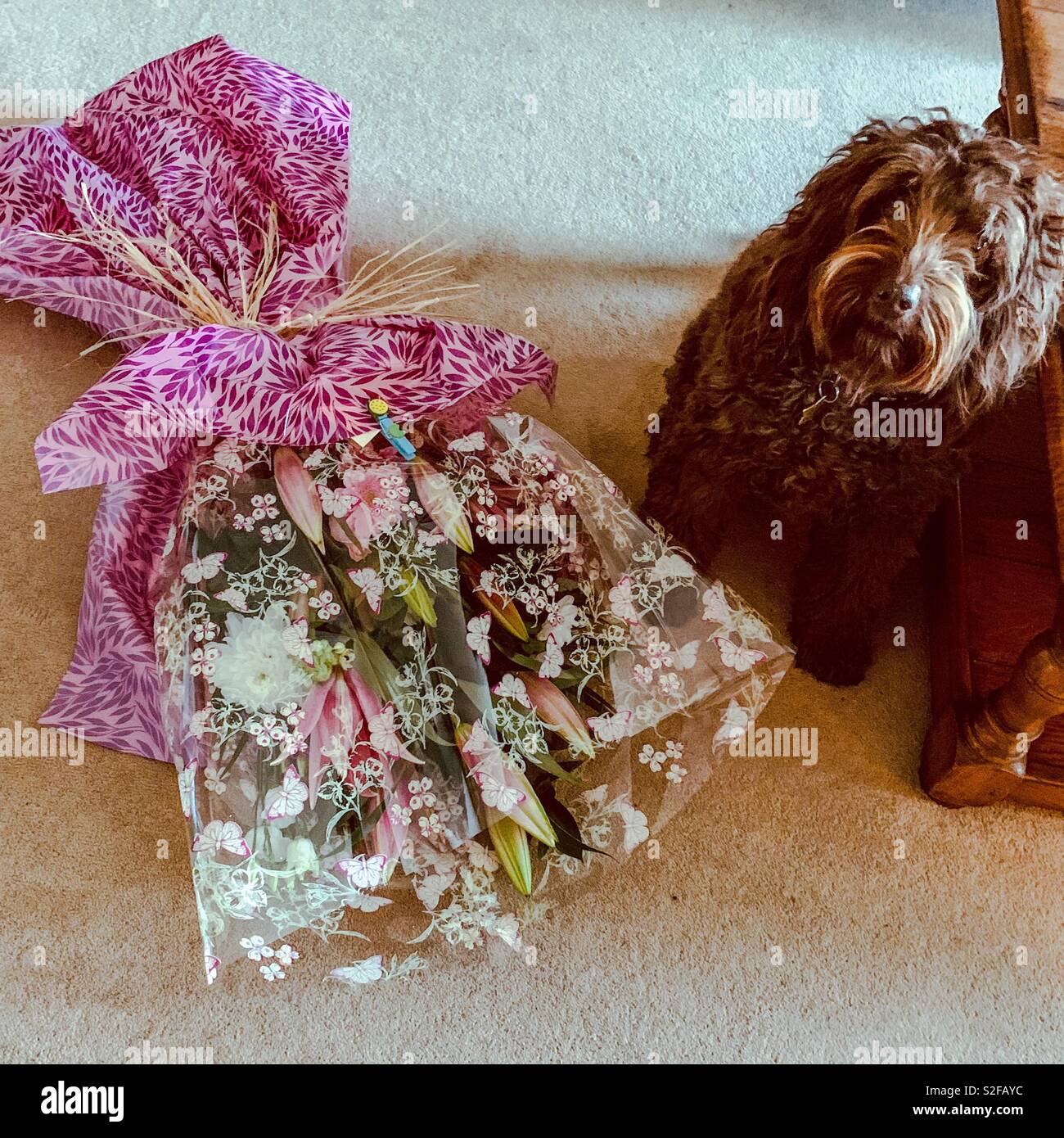 Cane con bouquet di fiori Foto Stock