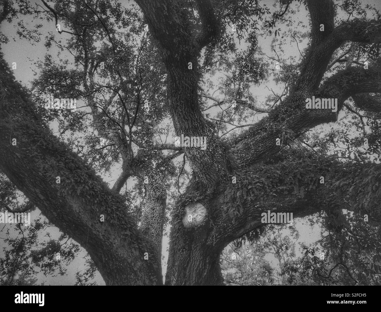 Foto in bianco e nero di un live Oak tree in Alabama. Foto Stock