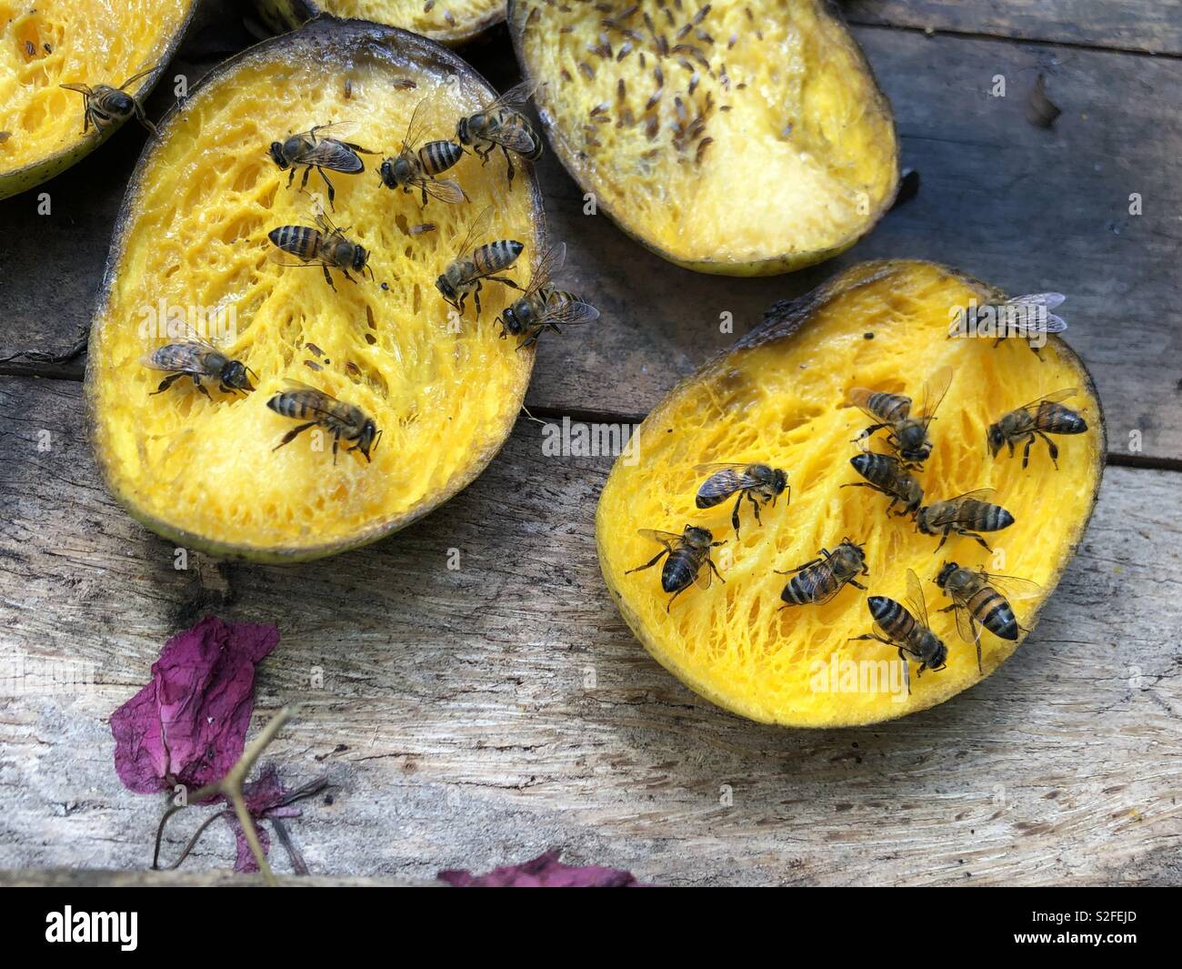 L'alimentazione delle api sul mango - Immagine stock catturata con smartphone