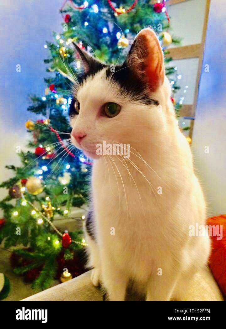 Gatto nella parte anteriore di un albero di Natale Foto Stock