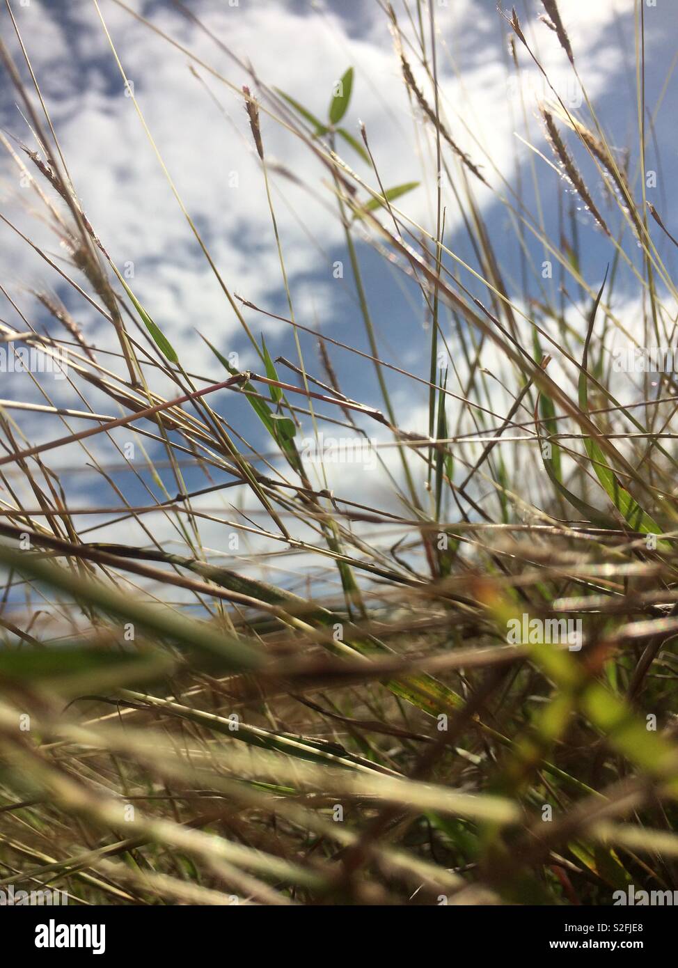 Vicino campo di erba con cielo blu Foto Stock