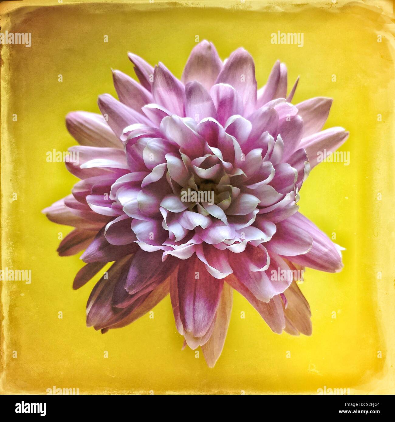 Guardando verso il basso su un fiore di crisantemo rosa sbiadito su sfondo giallo, formato quadrato, primo piano. - Immagine stock catturata con smartphone