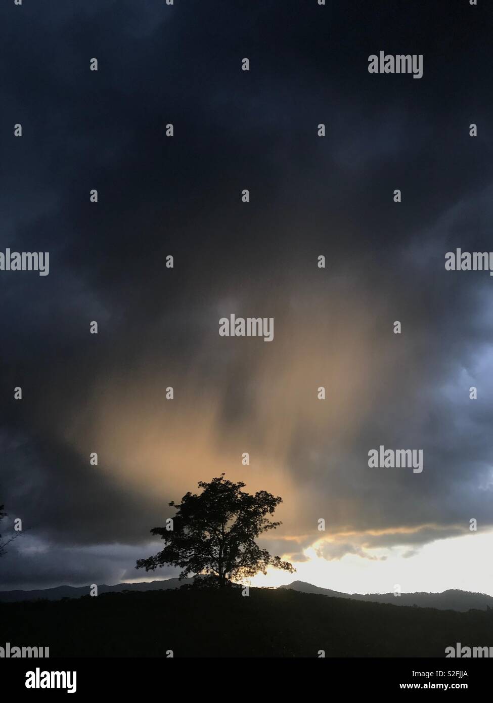 Lone Tree in una tempesta Foto Stock
