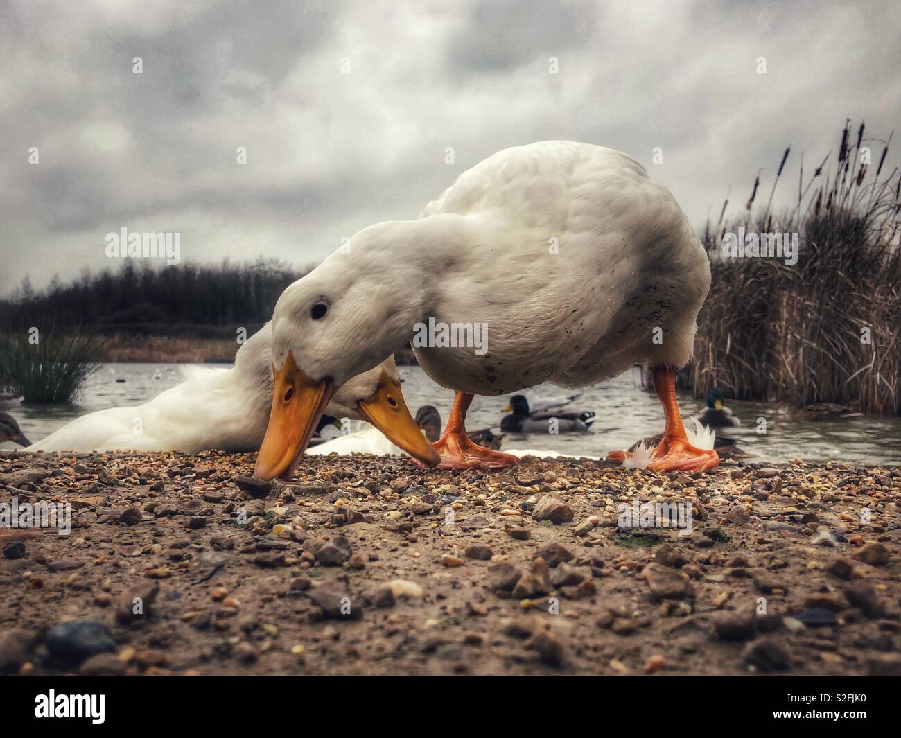 Aylesbury duck rovistando per alimenti Foto Stock