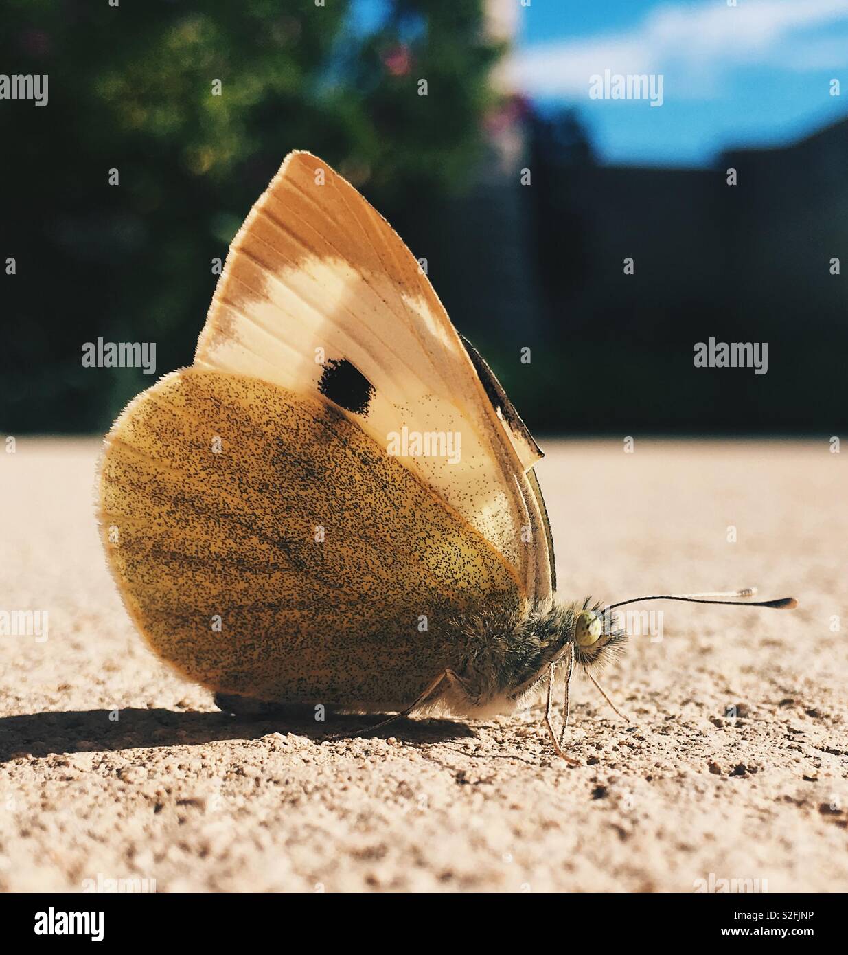 °le farfalle sono tali creature belle° Foto Stock