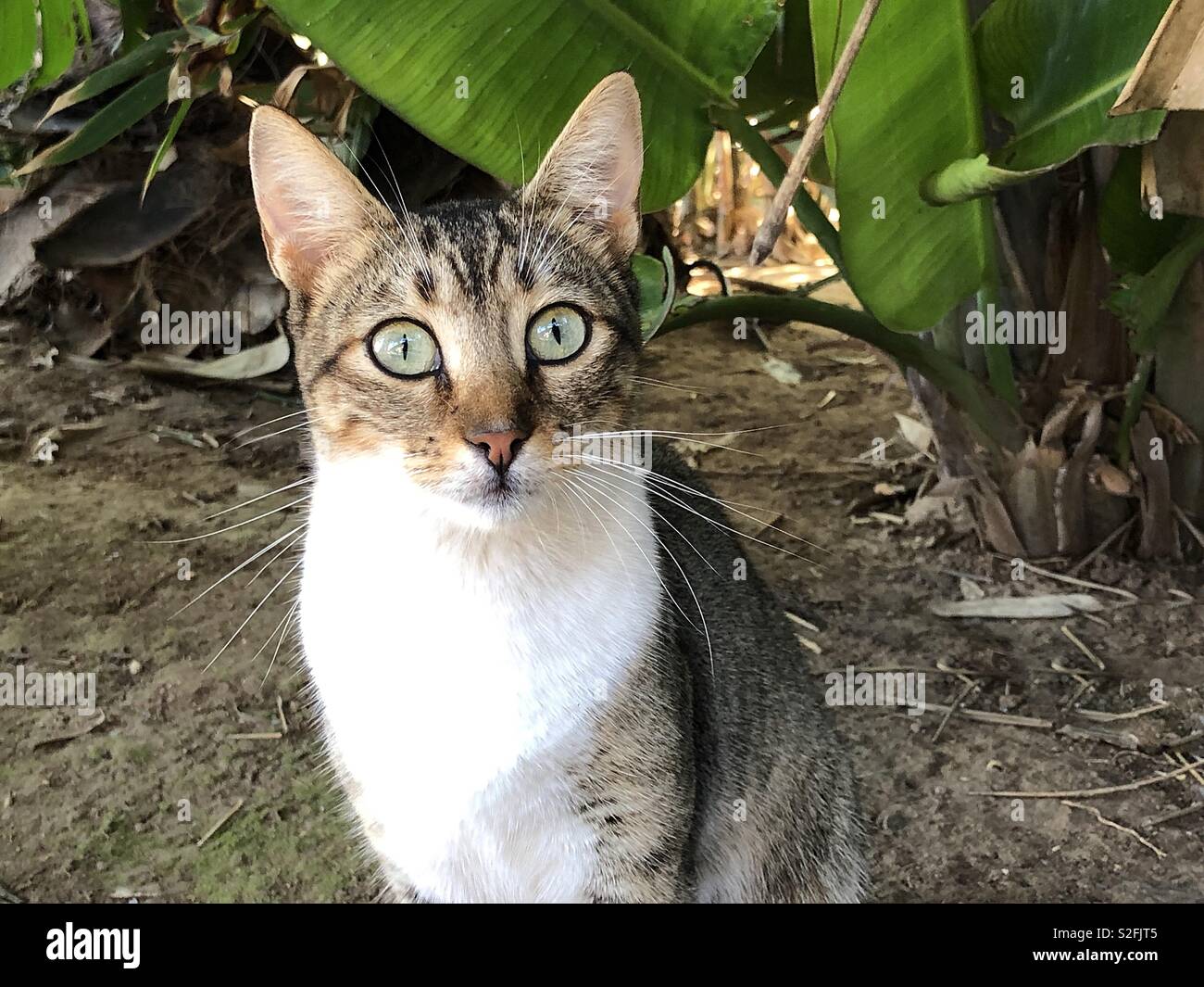 Ampia eyed tabby cat Foto Stock