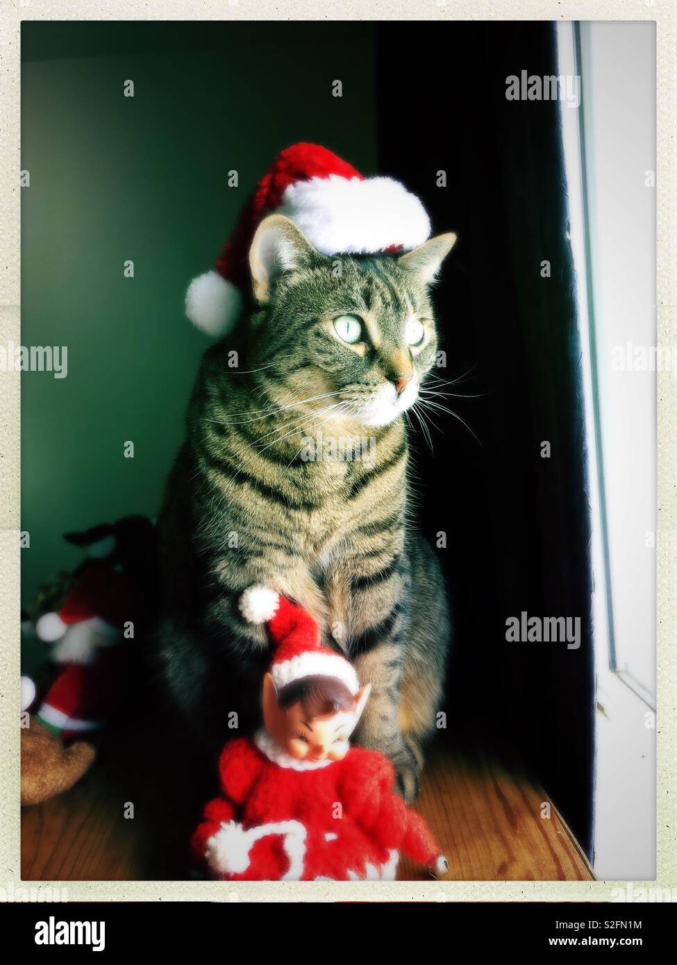 Il mio gatto con indosso la sua santa hat Foto Stock