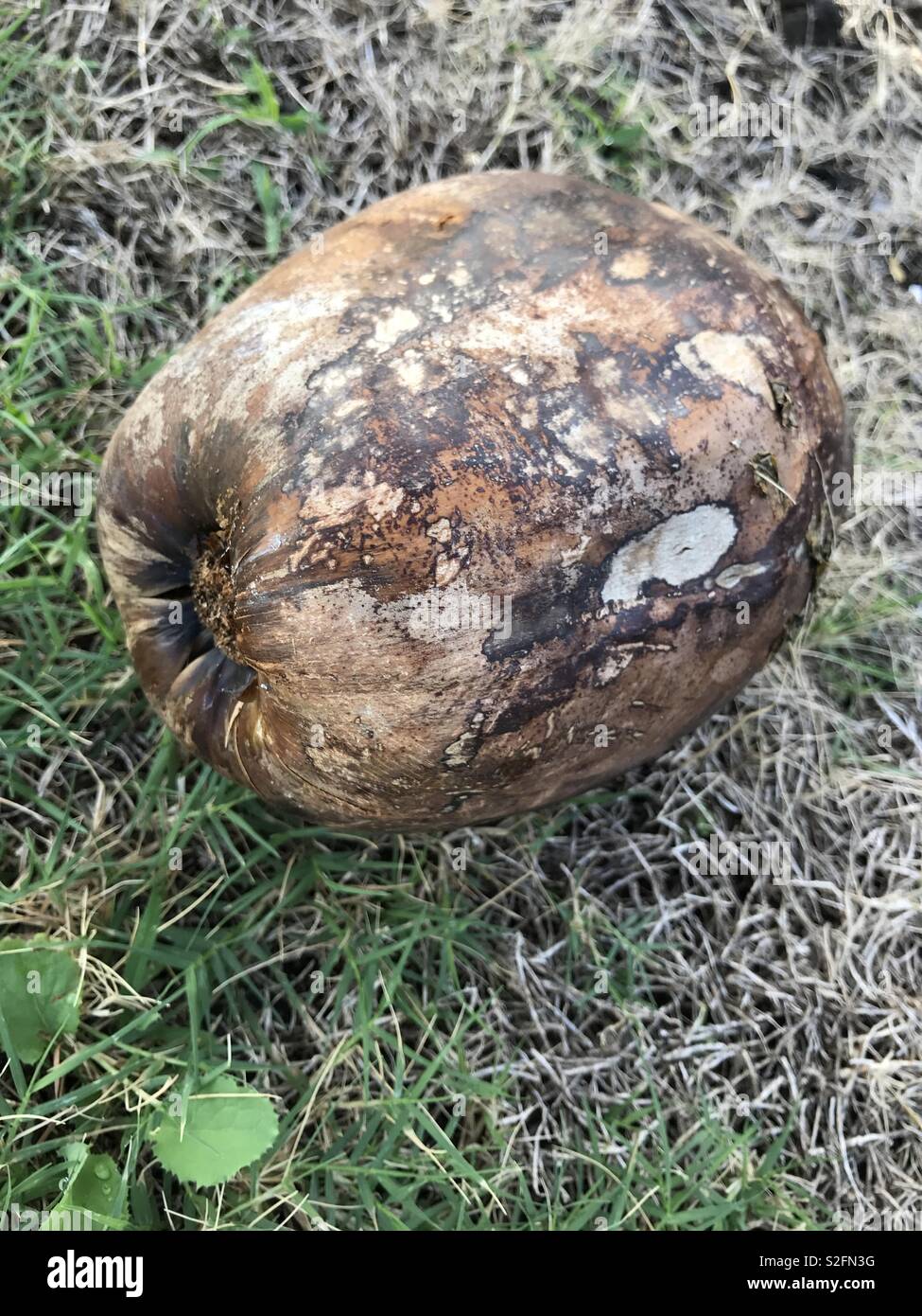 Caduto il cocco Foto Stock