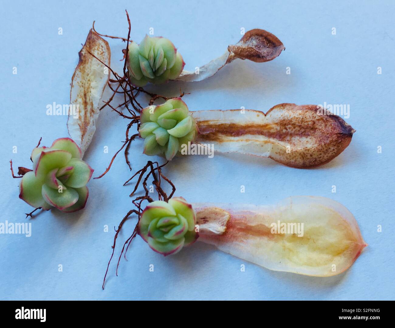 Baby succulente, talee delle piante Foto Stock