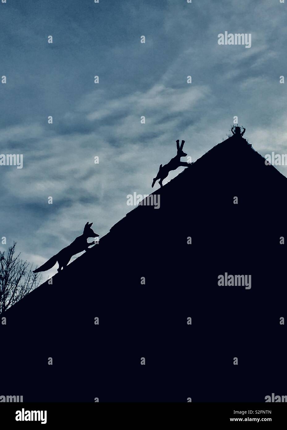 Fox a caccia di una lepre - Immagine stock catturata con smartphone