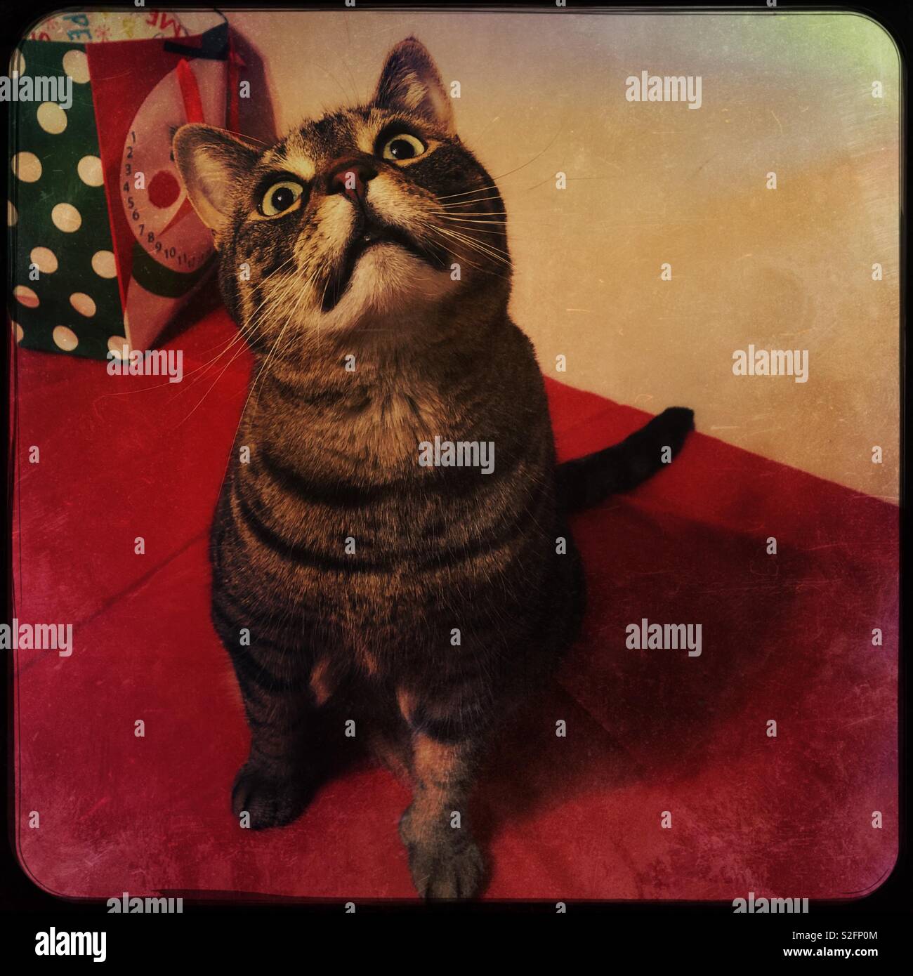 Post Christmas cat inclinazione testata su rosso Foto Stock Post Christmas cat inclinazione testata su rosso Foto Stock