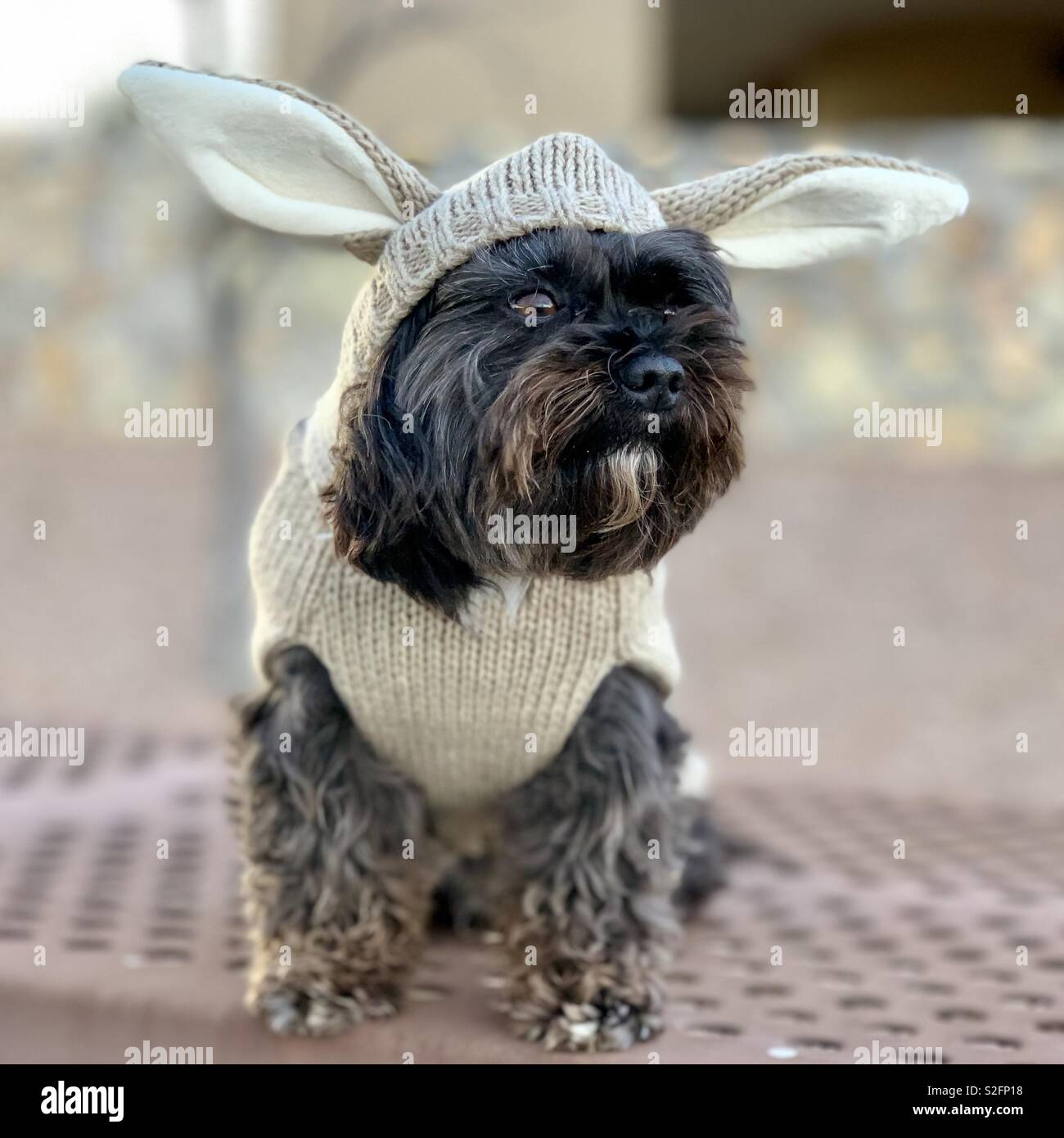 Cane in cappotto di coniglio Foto Stock