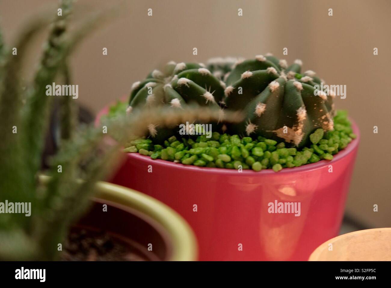 Cactus in una pentola di rosa con semi di verde che lo circonda Foto Stock