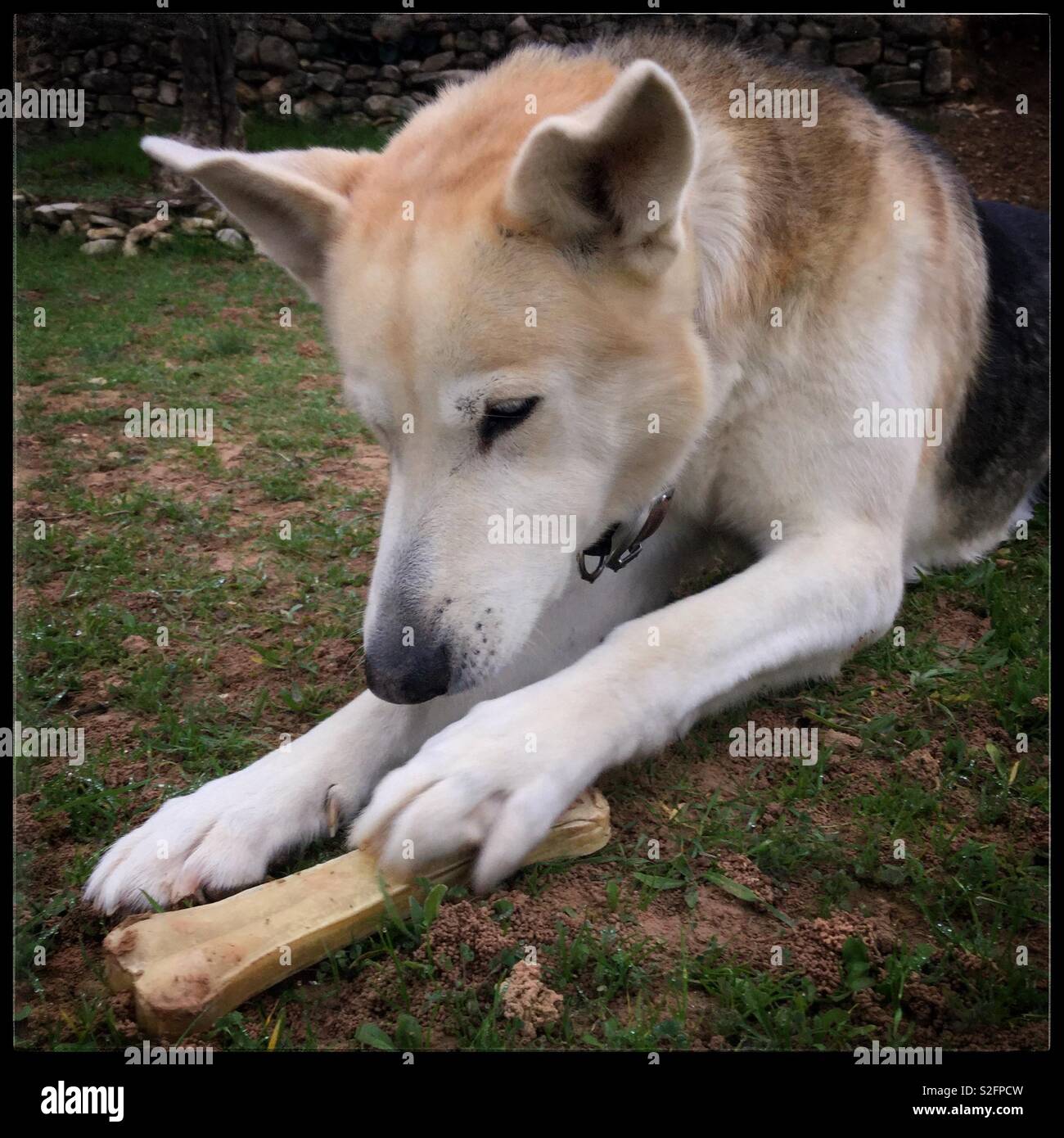 Cane con un fragrante osso. - Immagine stock catturata con smartphone