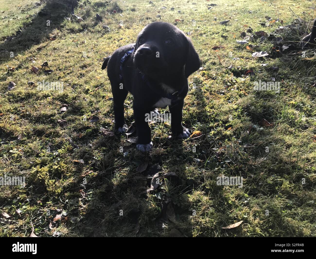 Schwarz, Hund, draußen Foto Stock