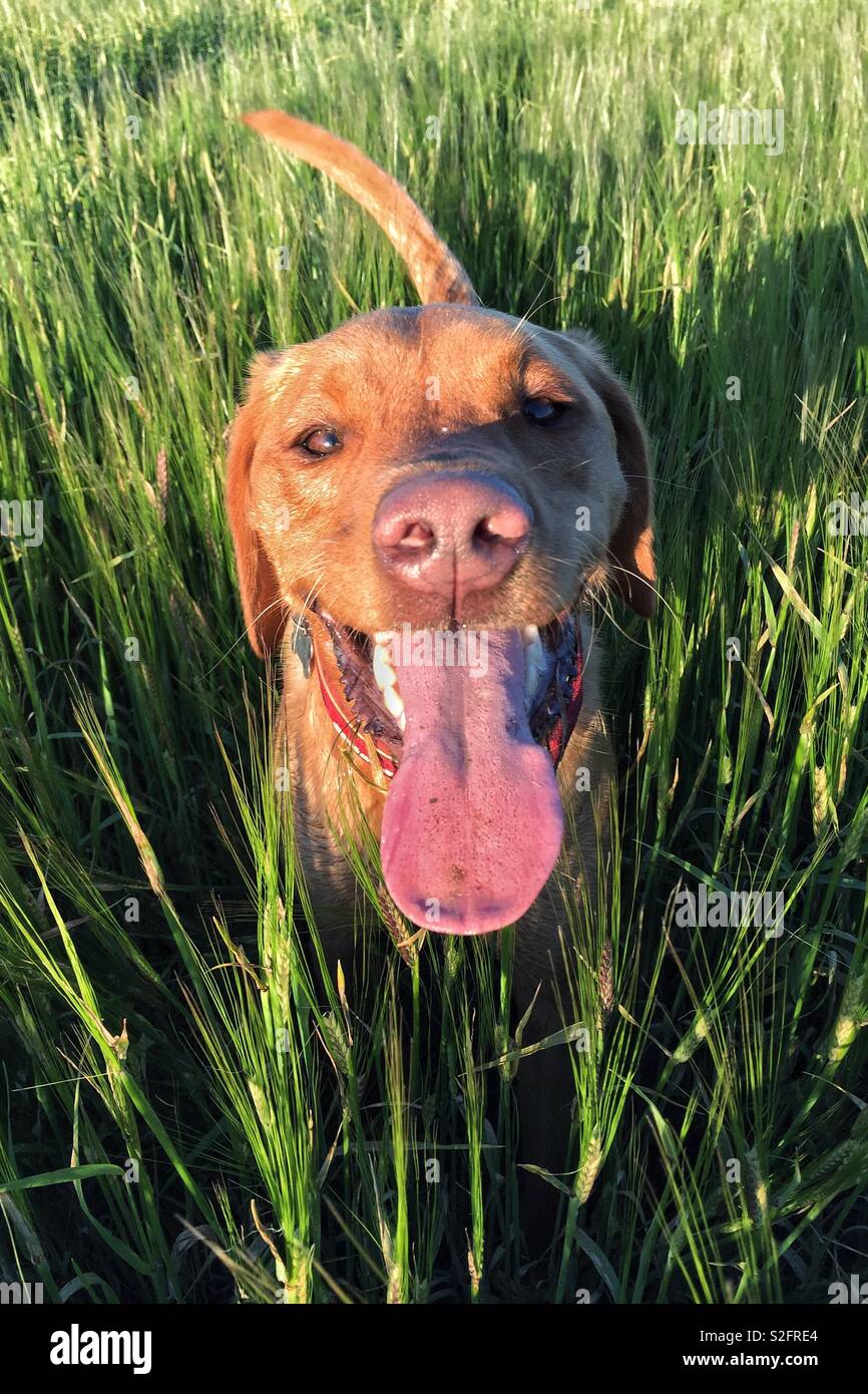 Ritratto di un giallo Labrador retriever cane in alto campo erboso con la sua lunga lingua bastoni da fuori dopo un gioco divertente Foto Stock