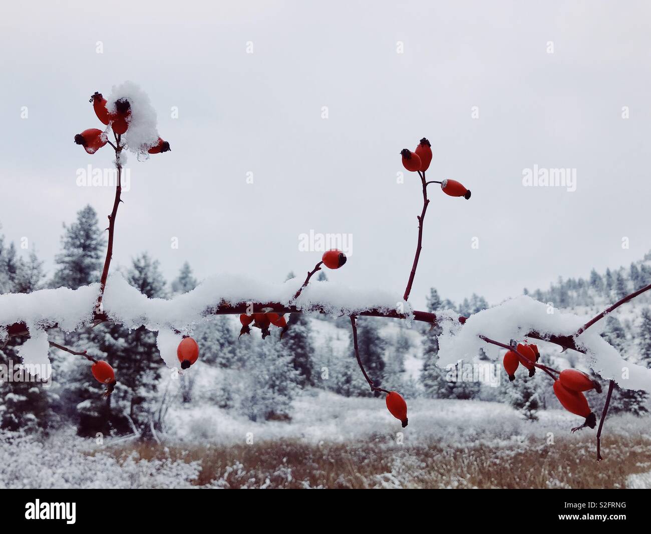 Un ramo di una rosa ad arbusto Hip ricoperta di neve con snowy alberi sempreverdi in background. Spazio per la copia Foto Stock