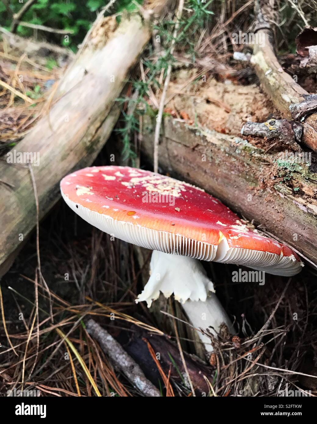 Fungo rosso nella foresta Foto Stock