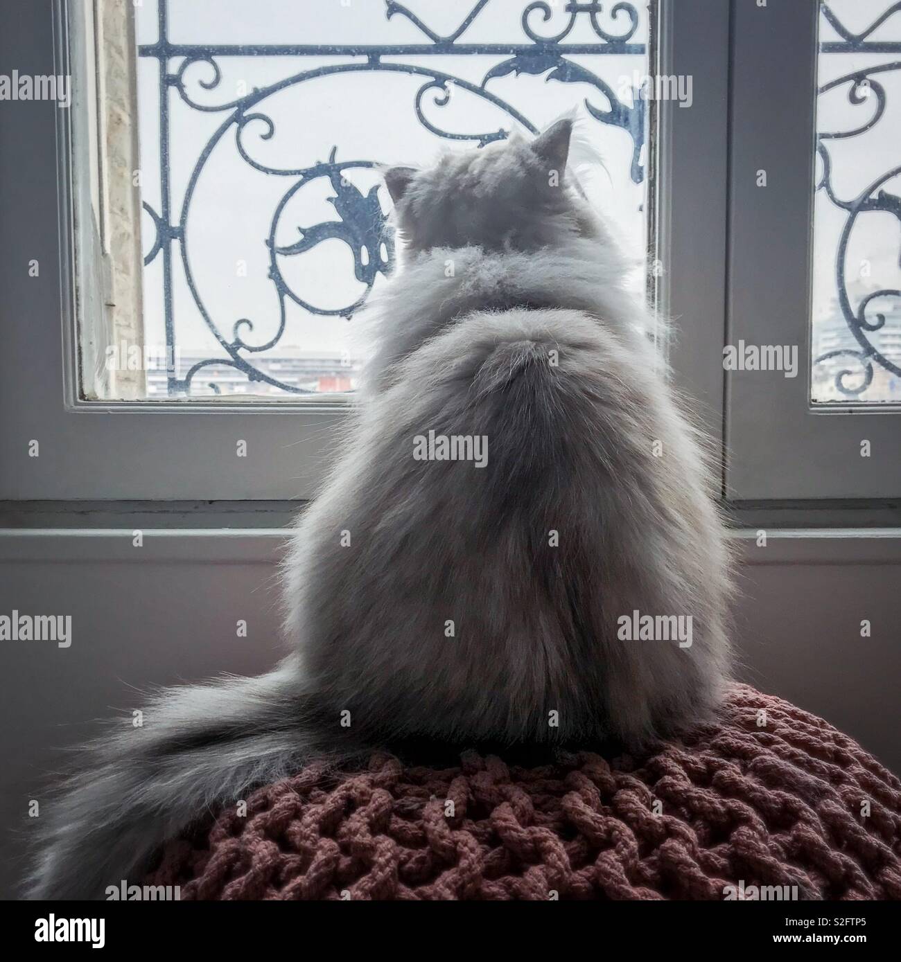 Gatto di guardare attraverso una finestra Foto Stock