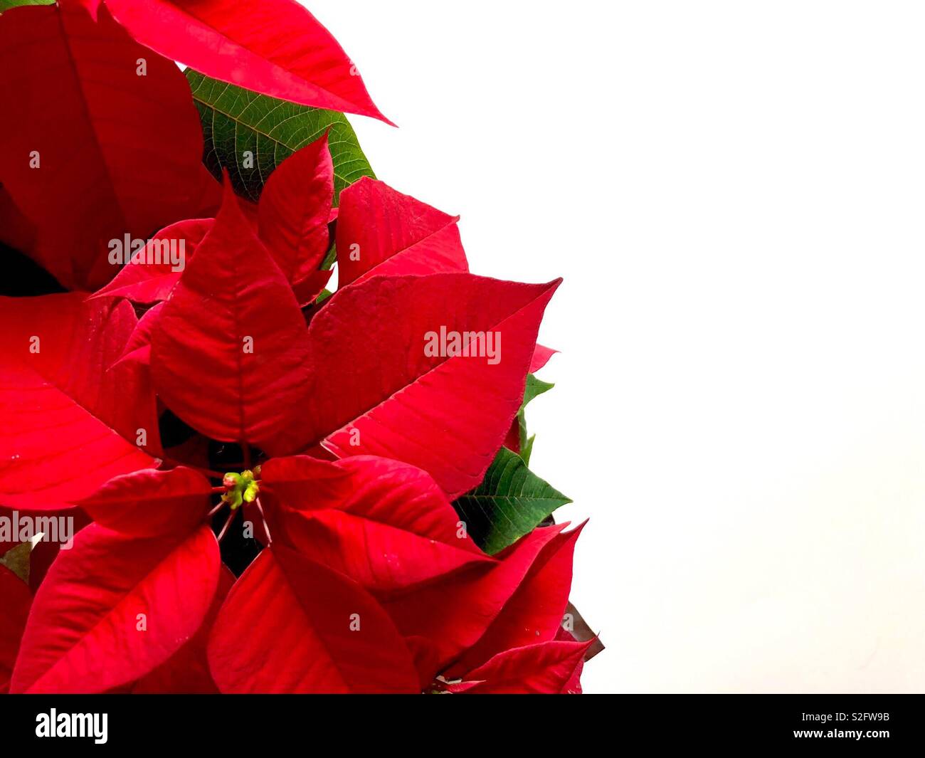 Poinsettia rosso su sfondo bianco con spazio di copia - Immagine stock catturata con smartphone