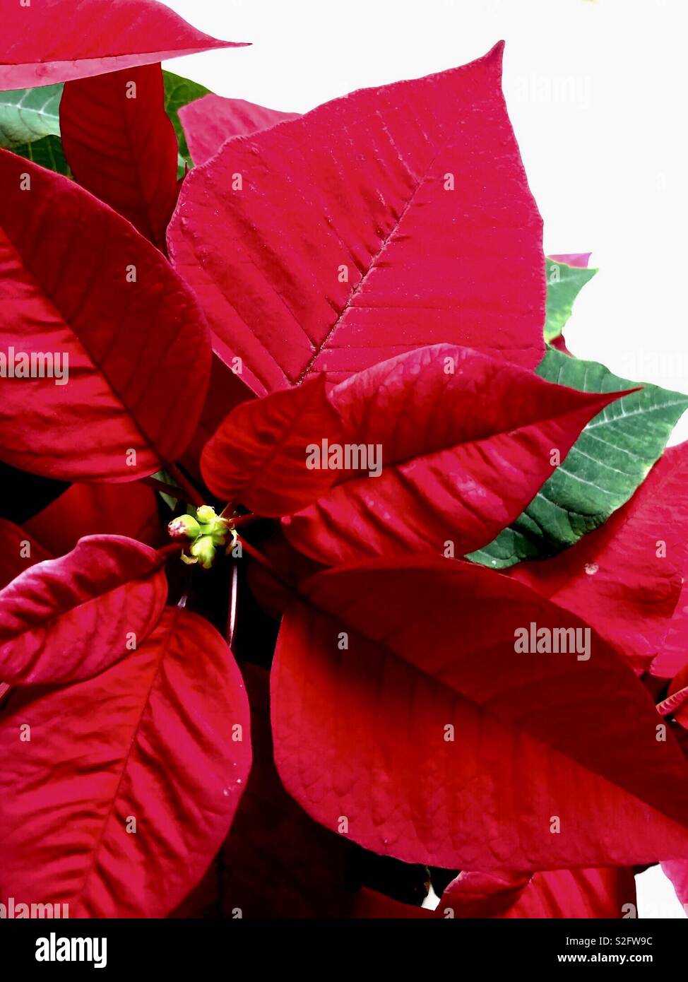 Stella di Natale Foto Stock