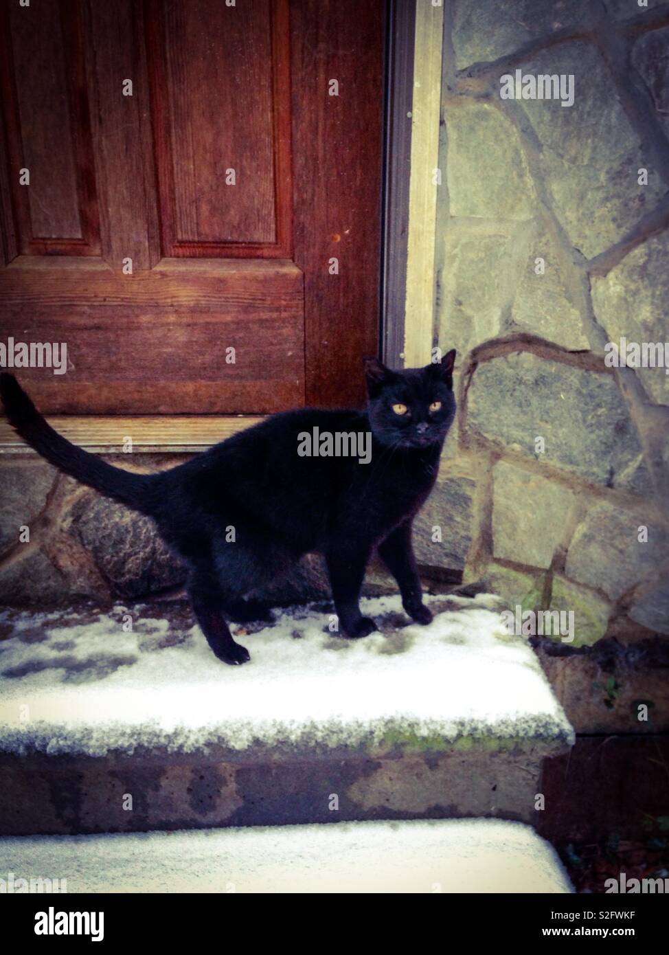 Tom nero gatto a snowy porta posteriore Foto Stock