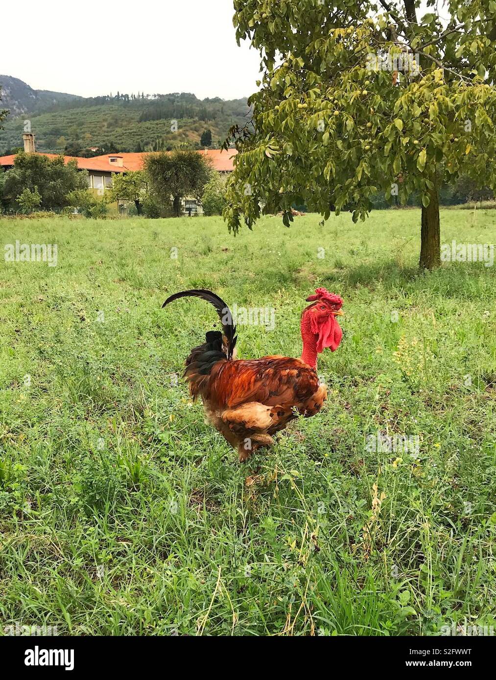Galletto free roaming in un campo Foto Stock