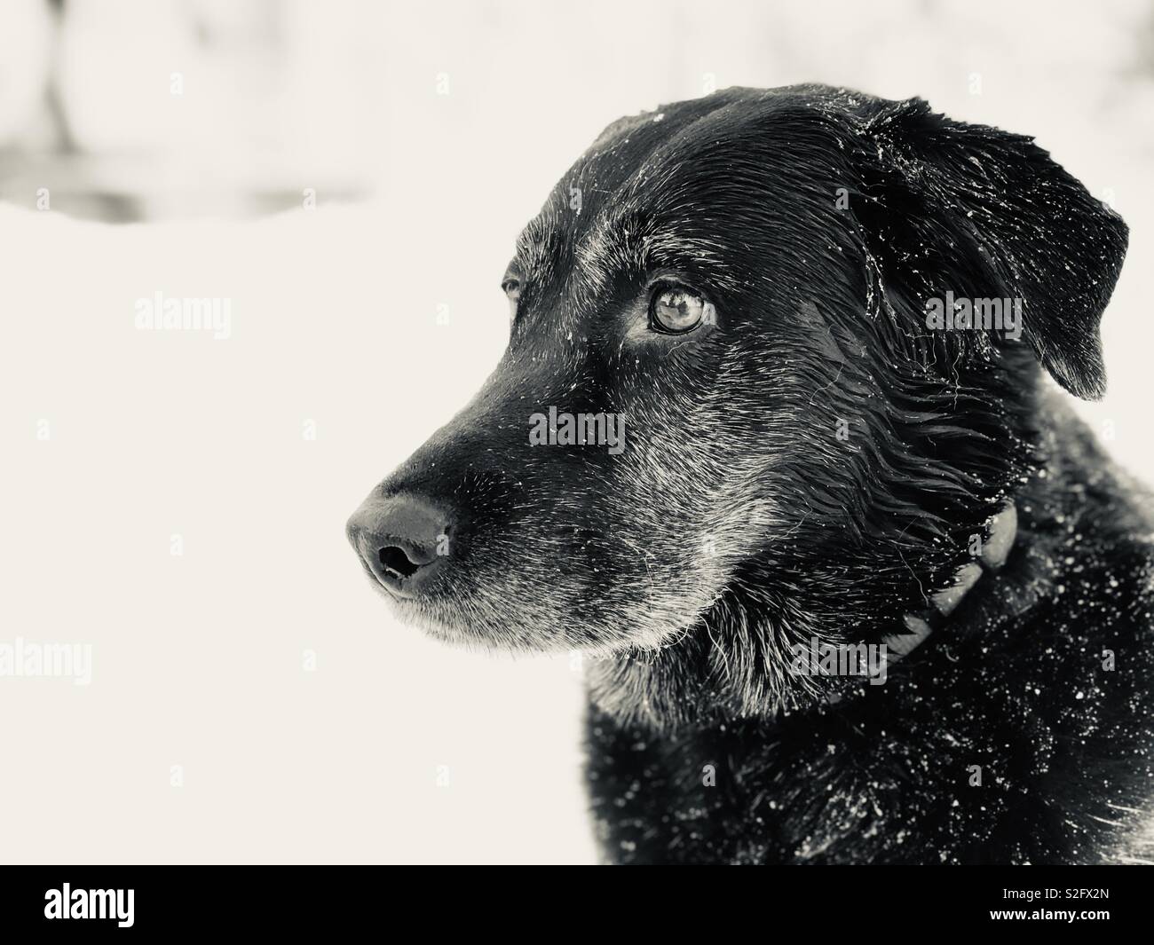 Senior Black Lab & mix husky Foto Stock