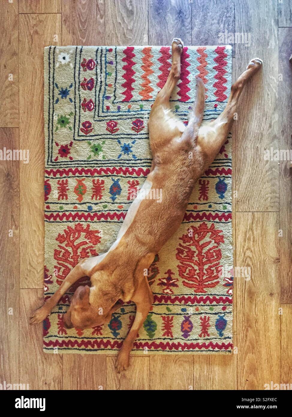 Guardando verso il basso a partire da sopra su un Labrador retriever cane disteso su un tappeto con le sue gambe akimbo in un divertente fotografia animale Foto Stock