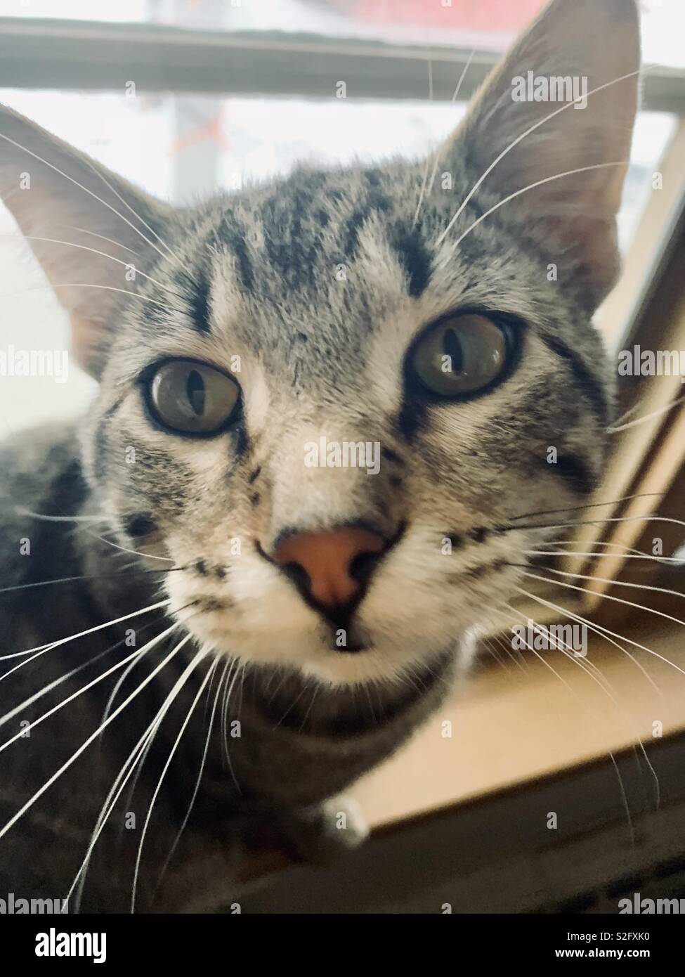 Fronte dei gatti - Immagine stock catturata con smartphone