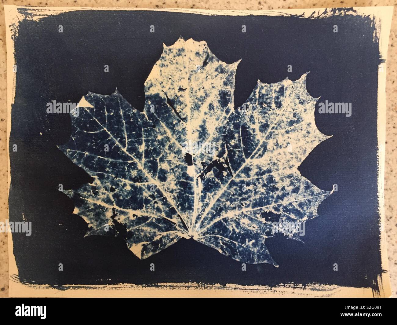 Autumn Leaf Cyanotype Foto Stock