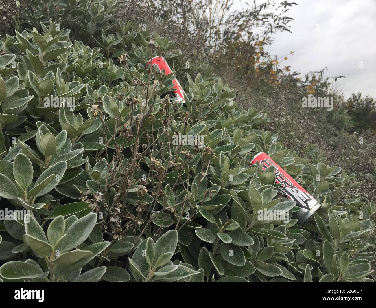 Scartare le bevande energetiche nella boccola Foto Stock