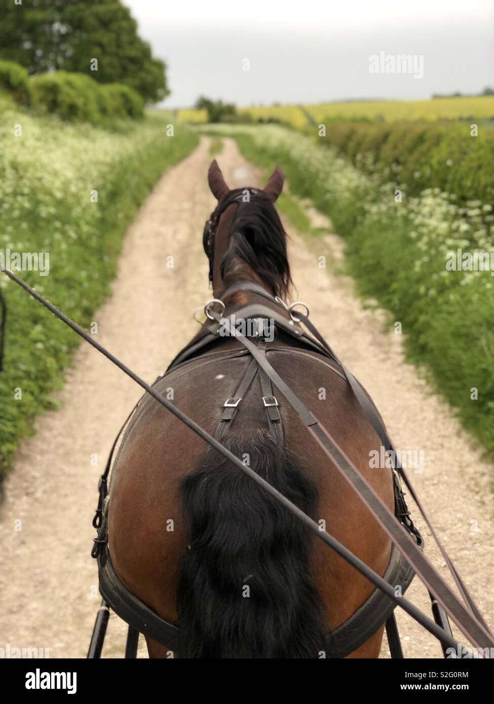 La vita di campagna del cavallo e del carrello scende in pista Foto Stock