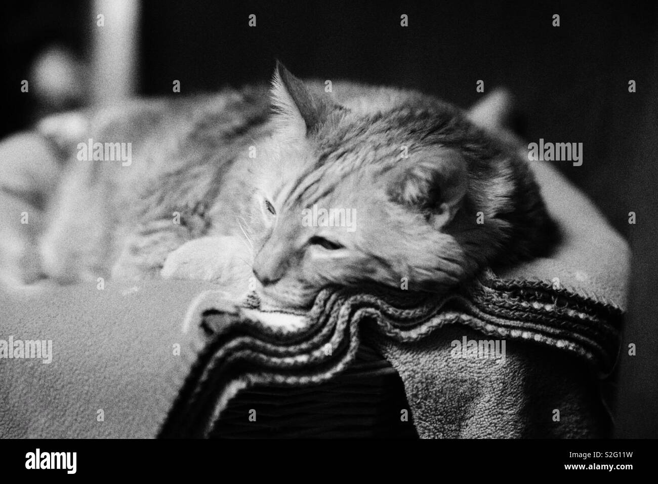 Gatto dorme su una coperta Foto Stock