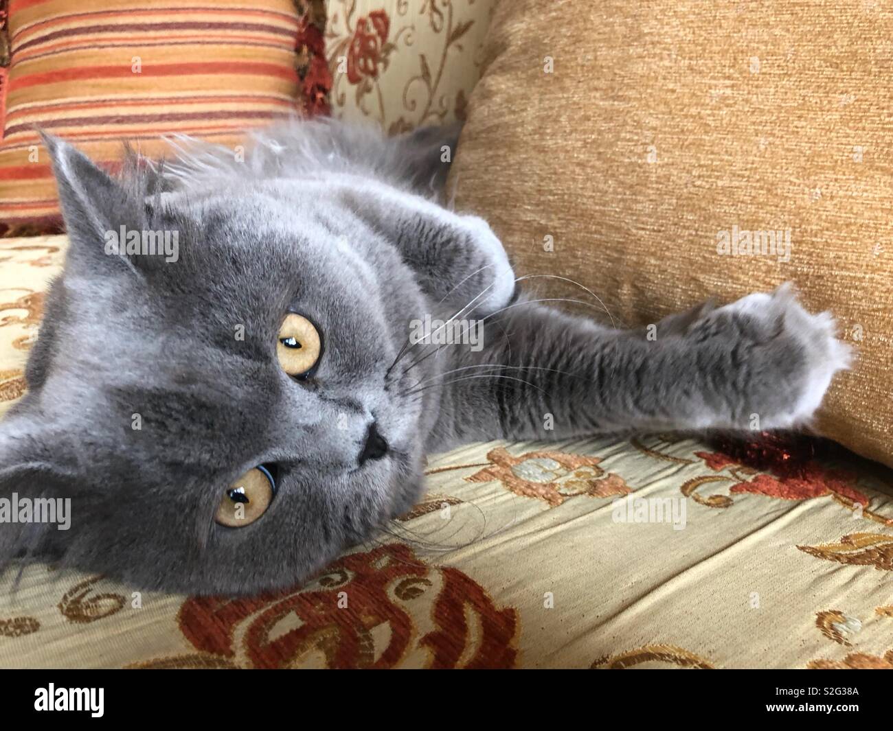 British rovinato gatto sul lettino con gli occhi gialli Foto Stock