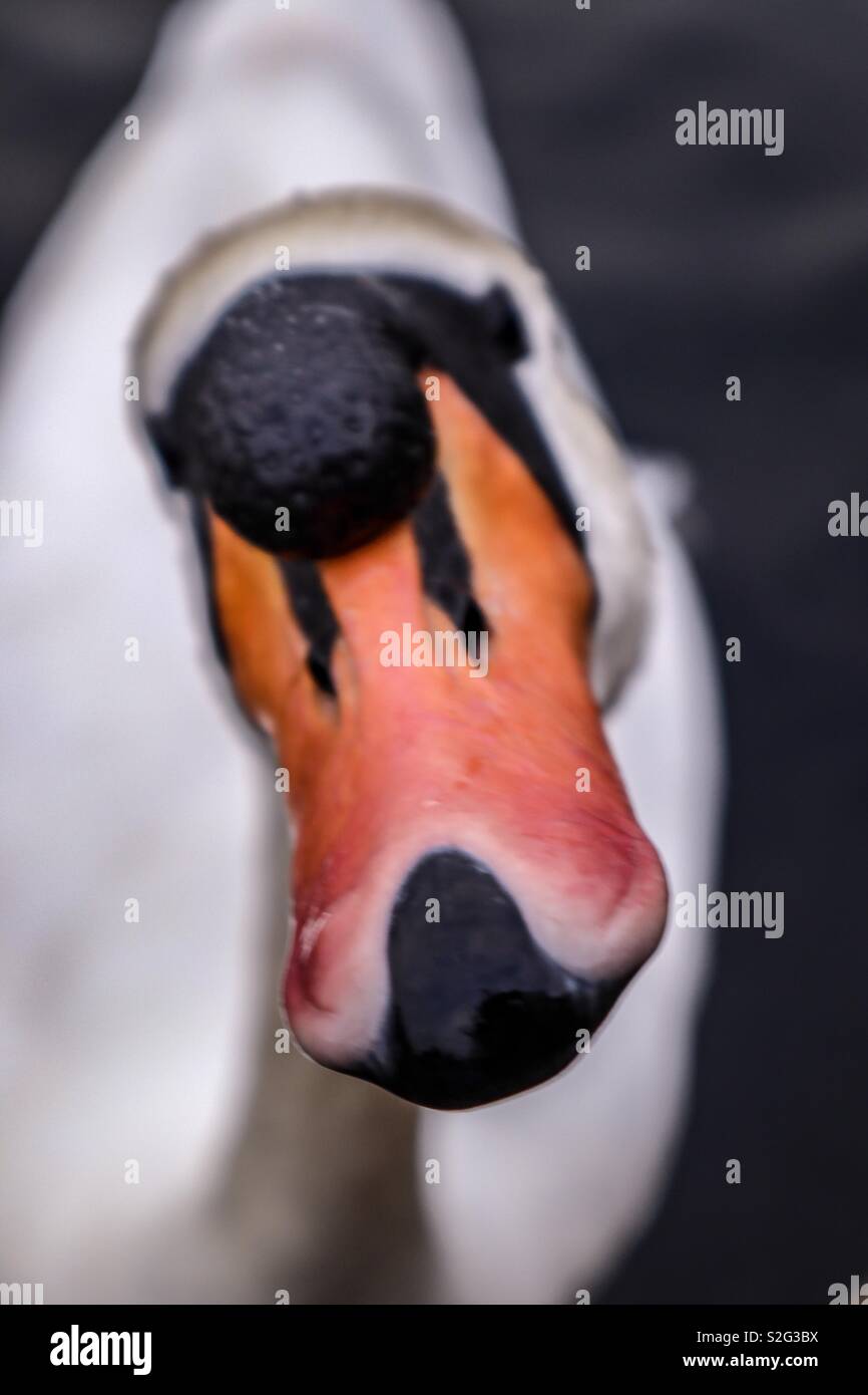 Un amichevole cheeky swan Foto Stock