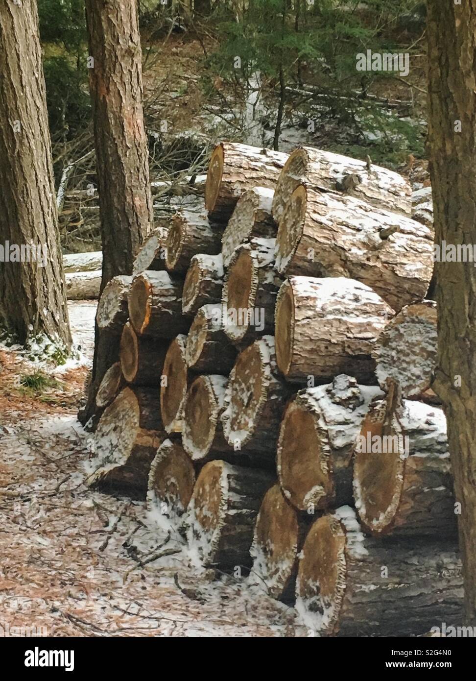 Una catasta di legna da ardere spaccati in foresta, coperto con una leggera spolverata di neve. I registri di fuoco tra i due tronchi di alberi. Foto Stock