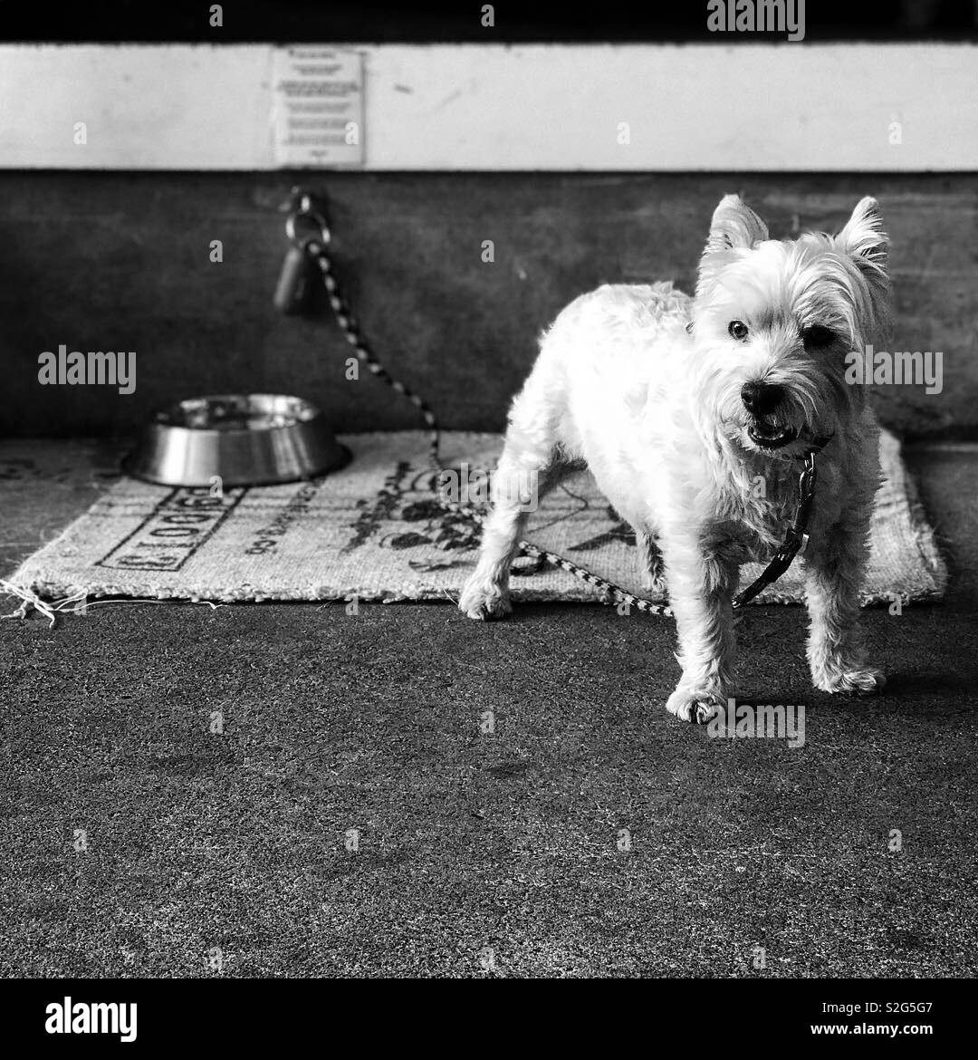 Pet friendly coffee shop Foto Stock