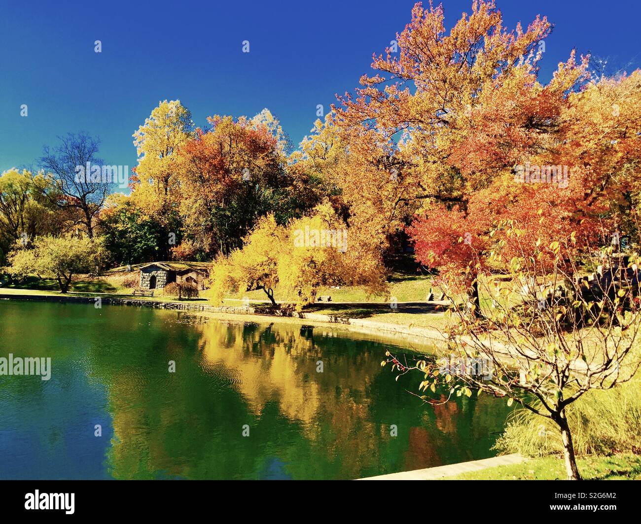 Riflessioni di caduta di alberi in stagno Foto Stock