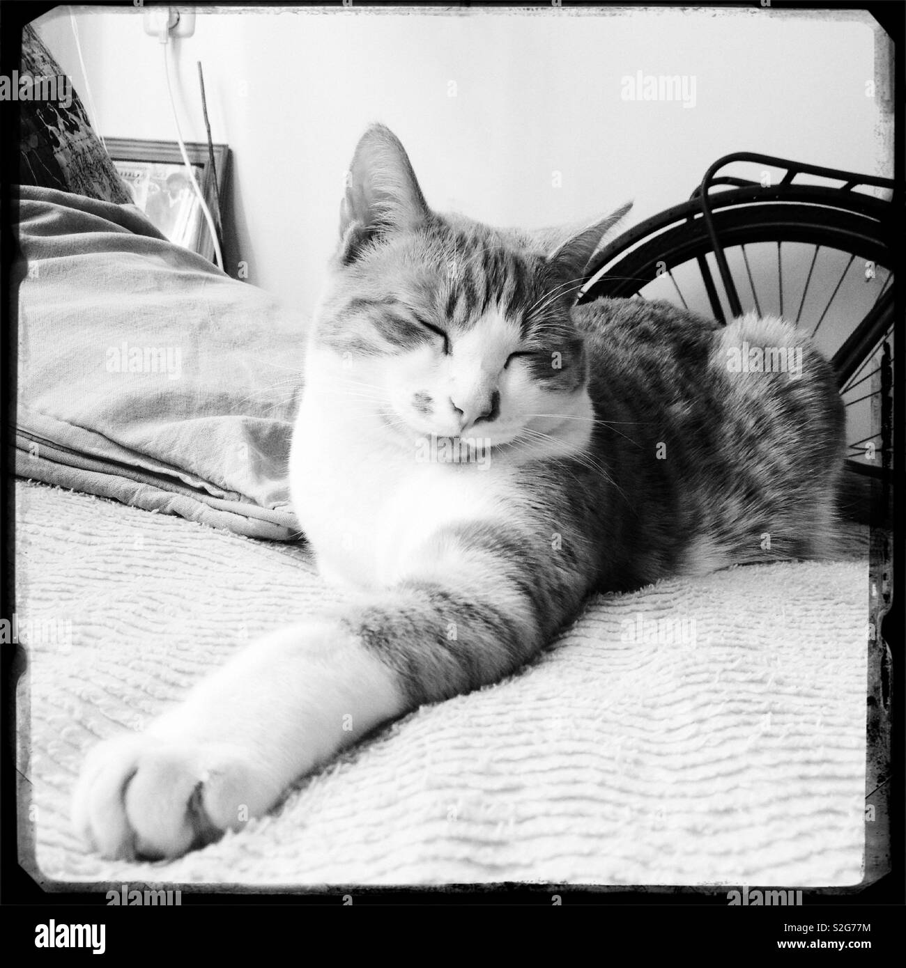 Un gatto seduto su un letto in un appartamento studentesco Foto Stock