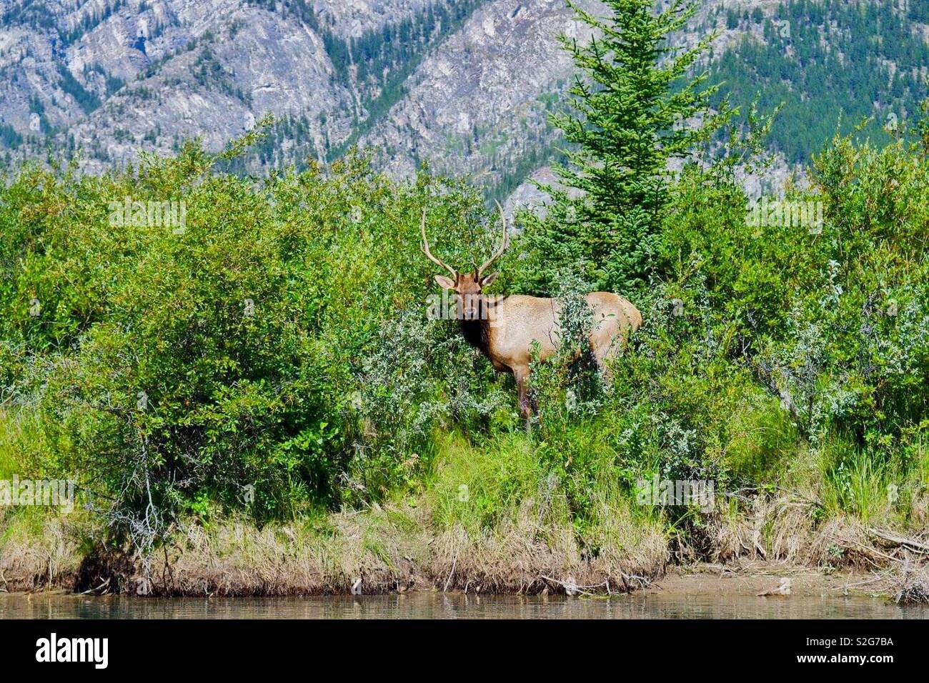 Elk avvistato nel selvaggio dal letto del fiume in canoa Foto Stock