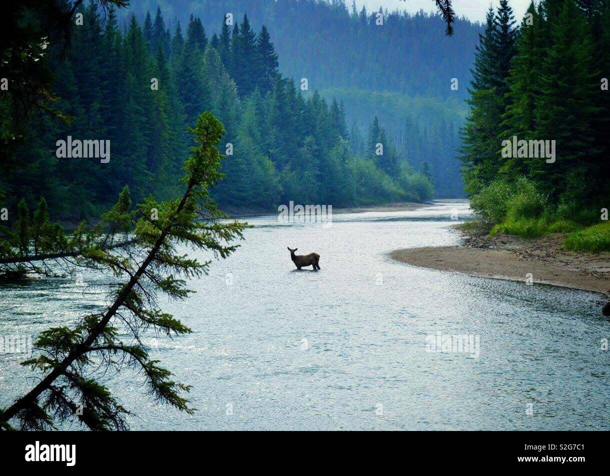 Deer visto attraversare un fiume Foto Stock