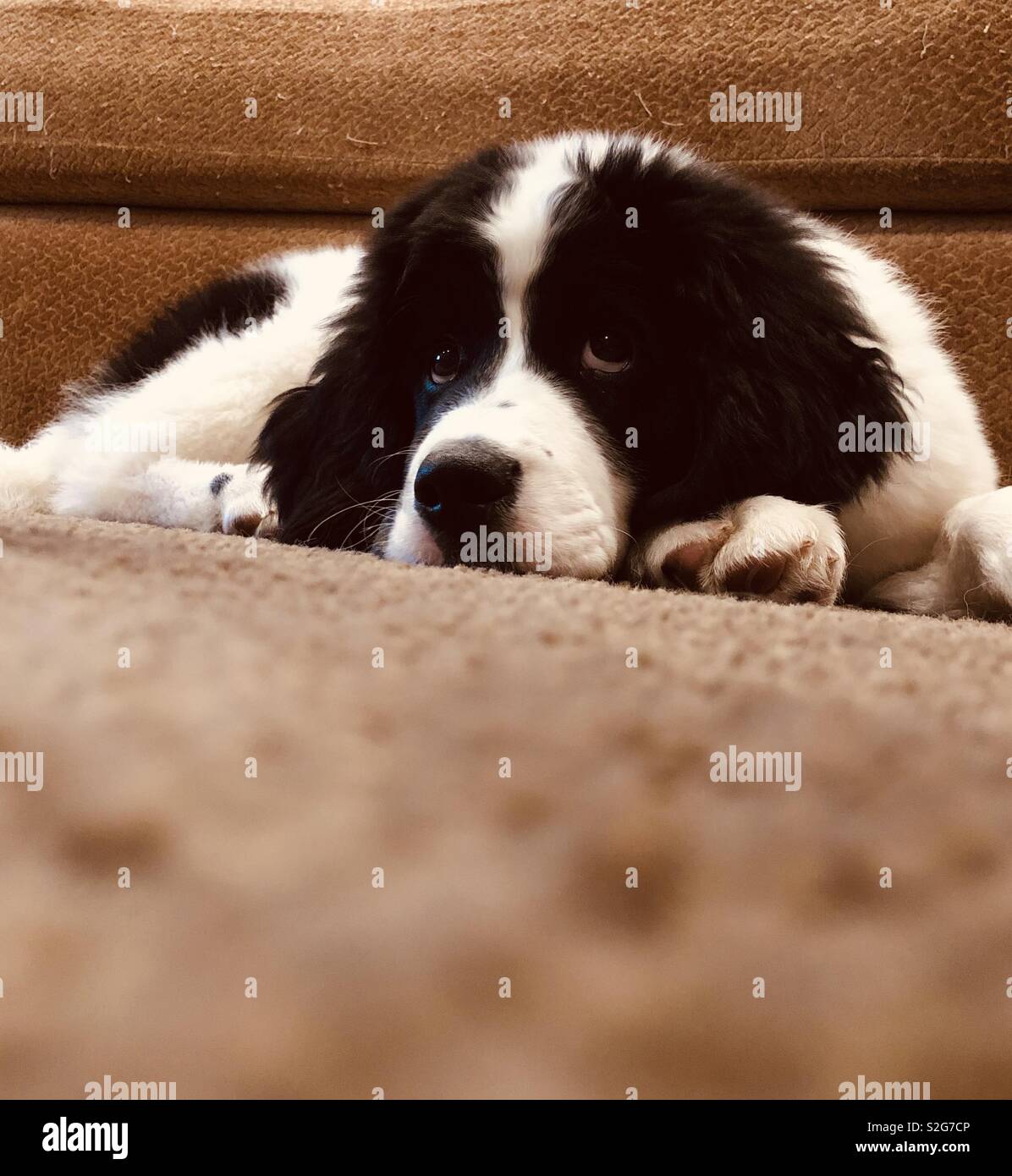 Cucciolo di daydreaming Foto Stock