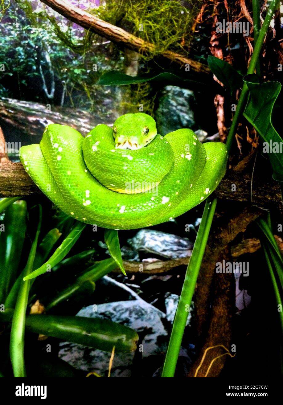 Green Python arricciato su di un ramo Foto Stock