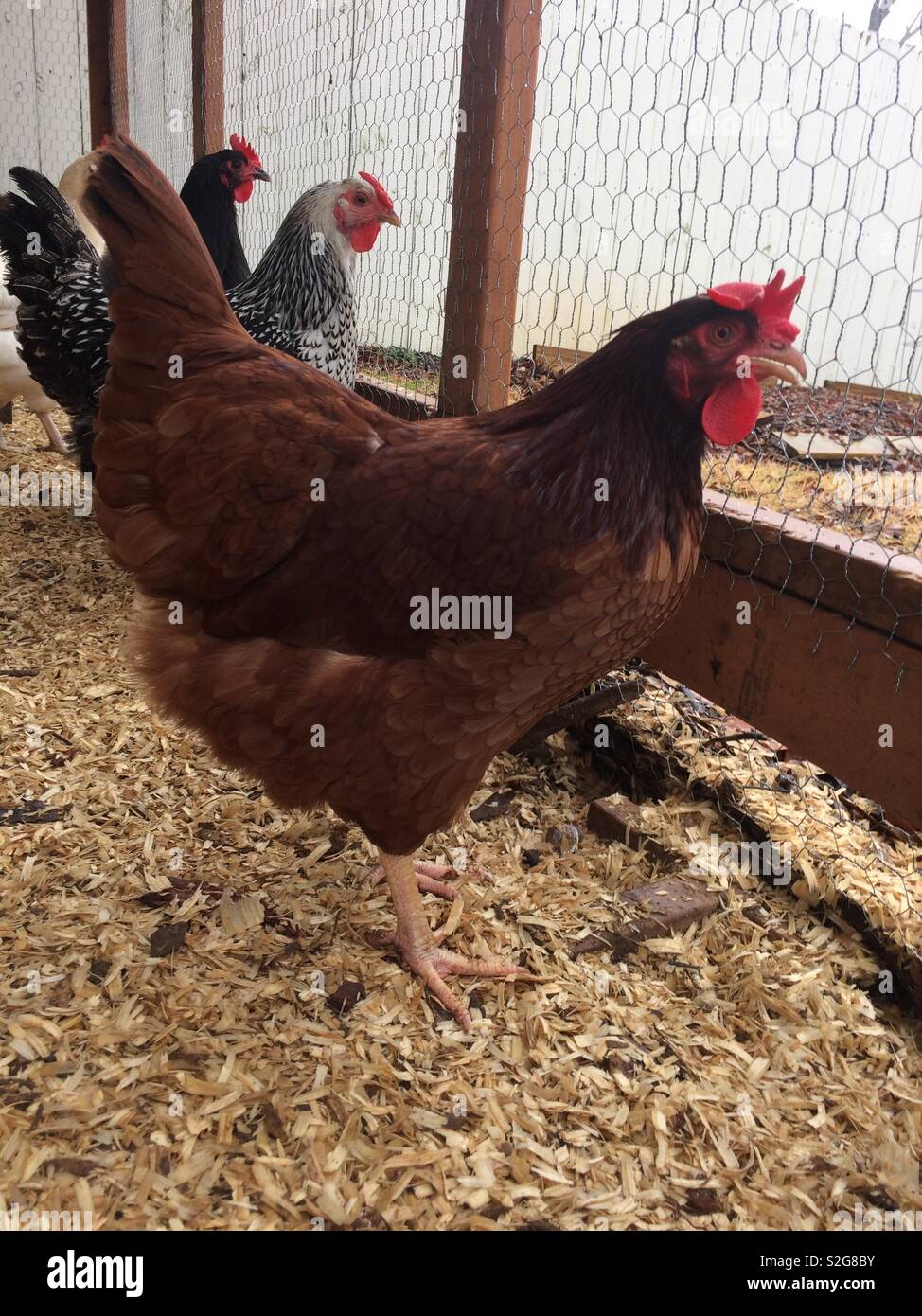 La Rhode Island red hen, argento cucita Wyandotte hen, e gallina Australorp Foto Stock