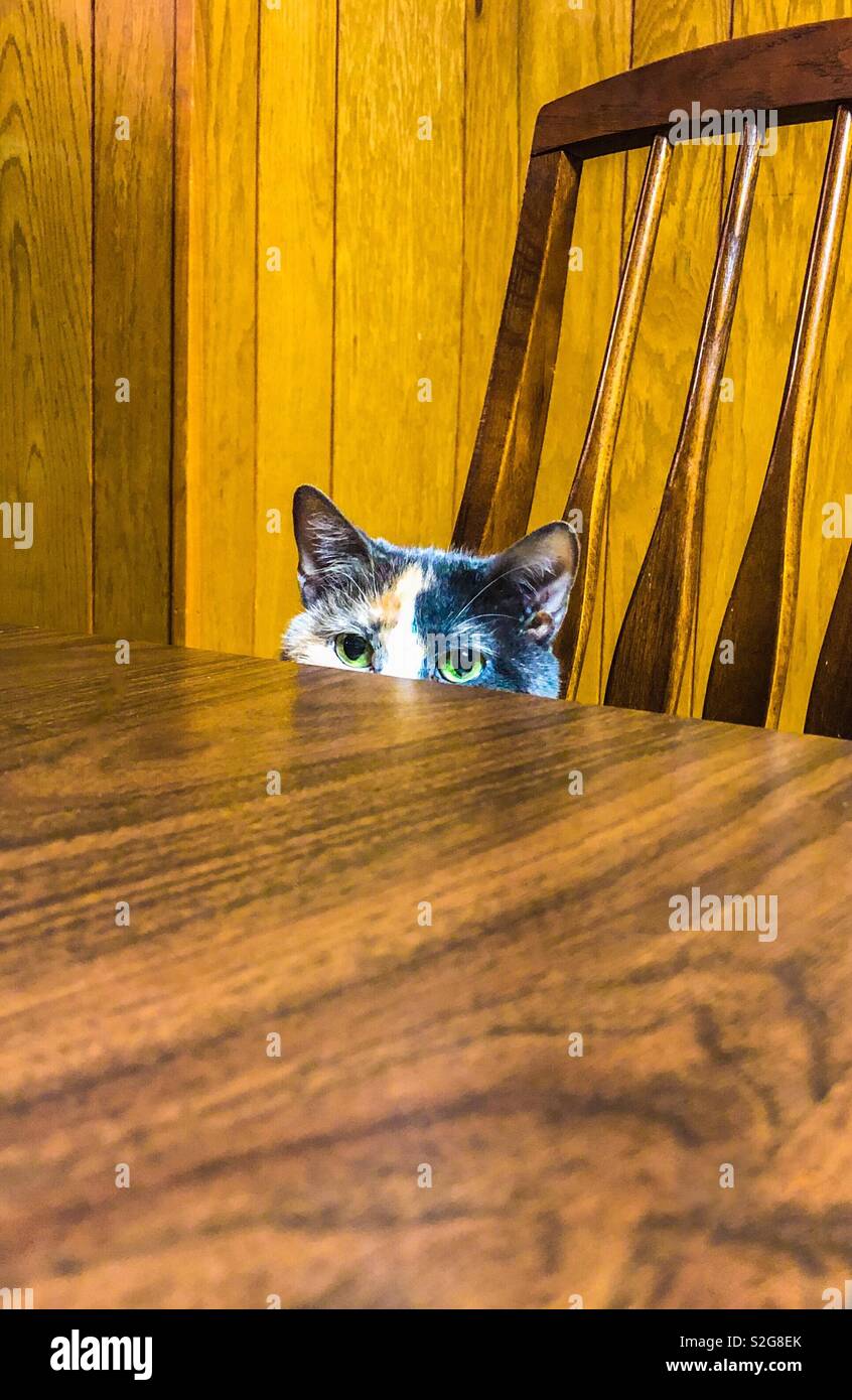 Un tri-color cat coetanei oltre il bordo del tavolo. - Immagine stock catturata con smartphone