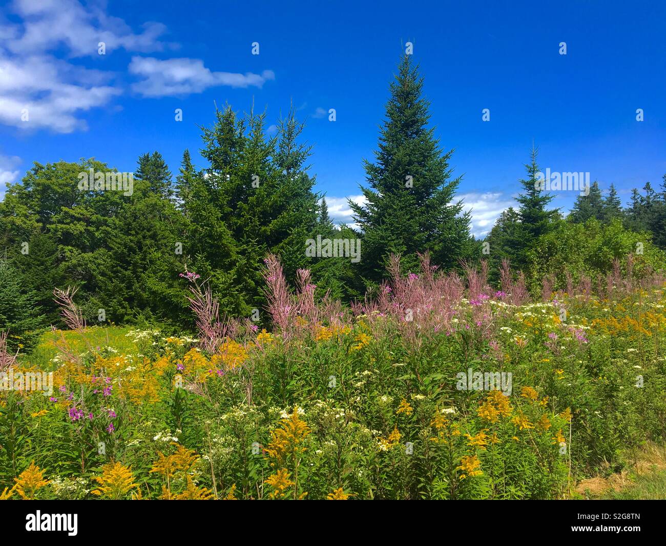 Deserto canadese con fiori di campo in una bella giornata d'estate Foto Stock