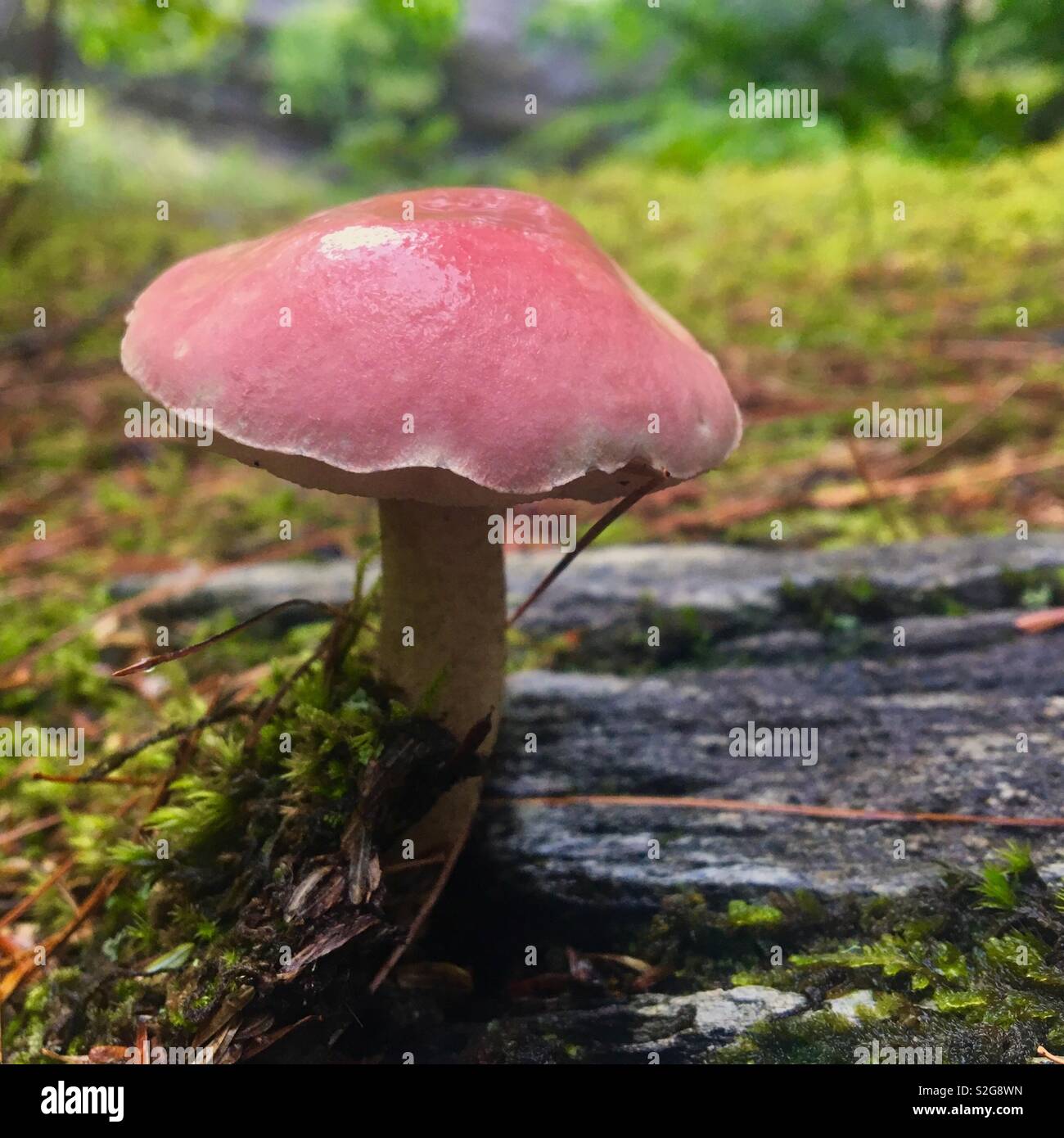 Toadstool in foresta umida piano Foto Stock