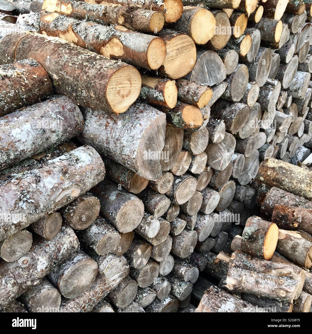 Pile di tronchi per fuochi di legno Foto Stock