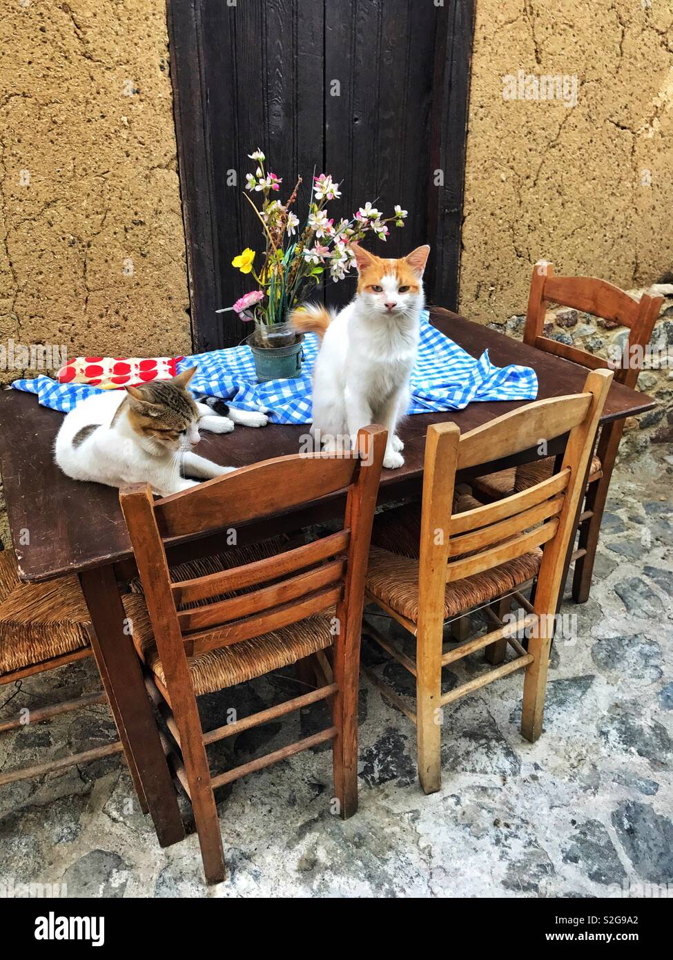 Vecchio villaggio gatti seduti insieme su un tavolo Foto Stock